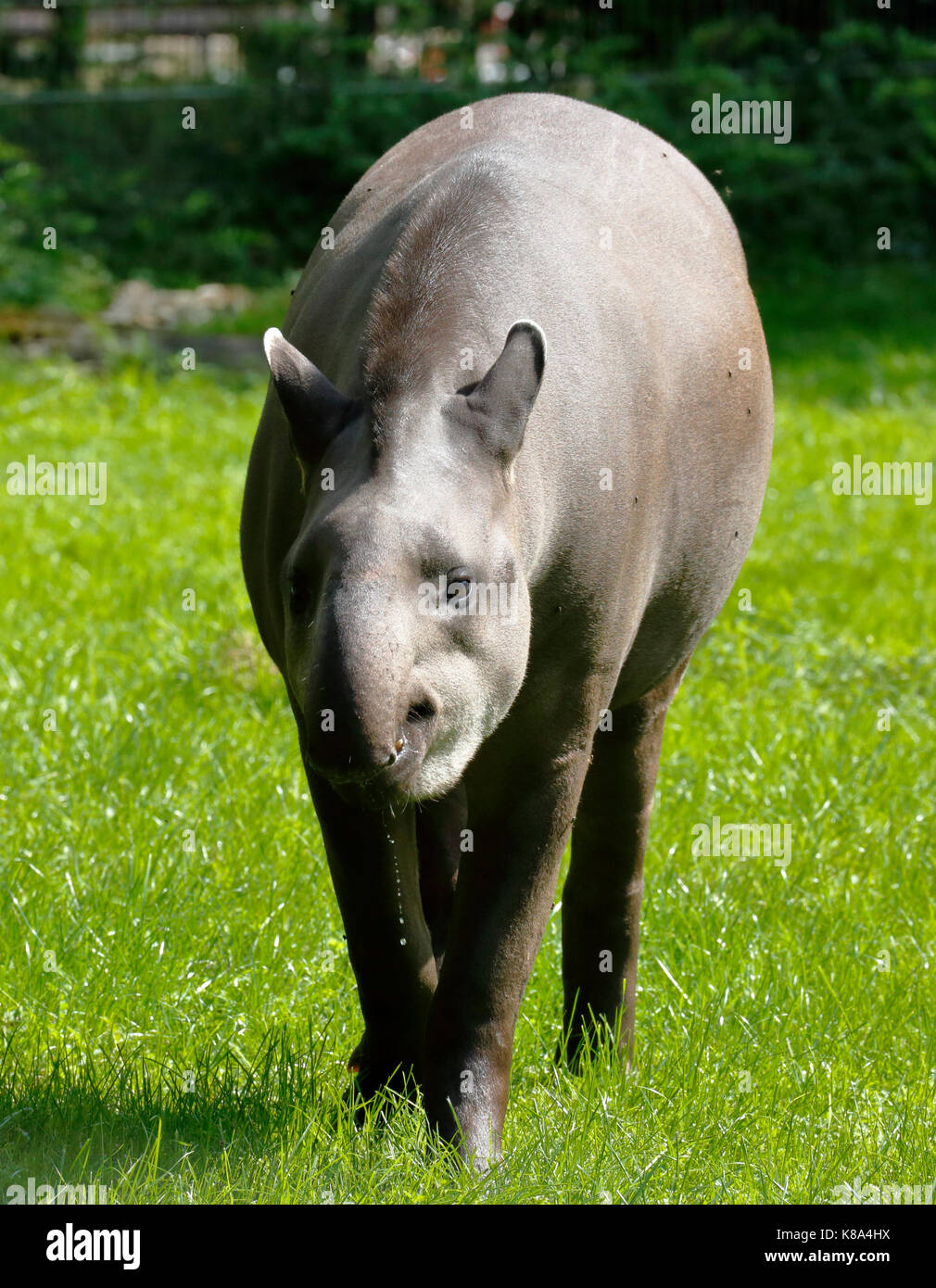 D-Dortmund, Ruhr area, Westphalia, North Rhine-Westphalia, NRW, D-Dortmund-Bruenninghausen, zoological garden Dortmund, lowland tapir, Tapirus terrestris Stock Photo