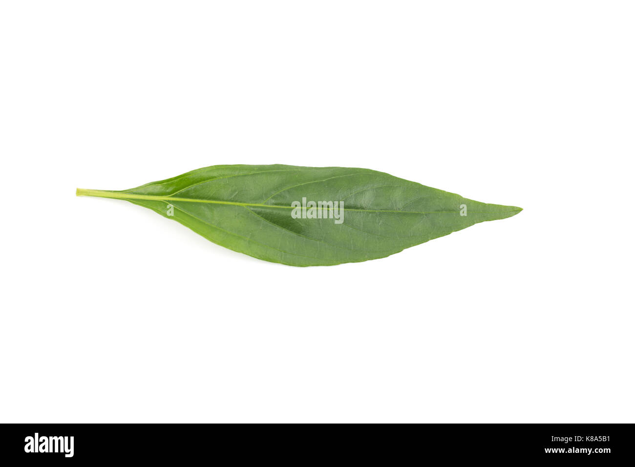 Andrographis paniculata plant isolated on the white background Stock Photo