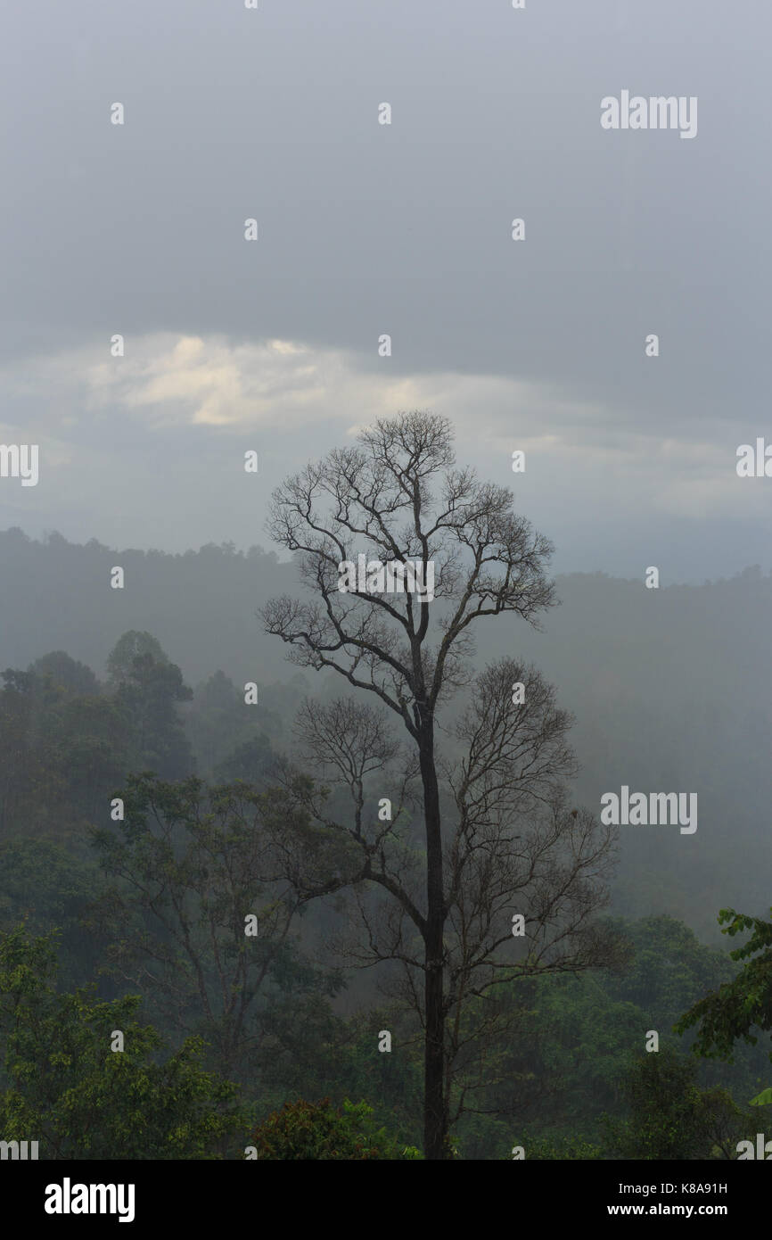 Dry dead pine tree silhouette hi-res stock photography and images - Alamy