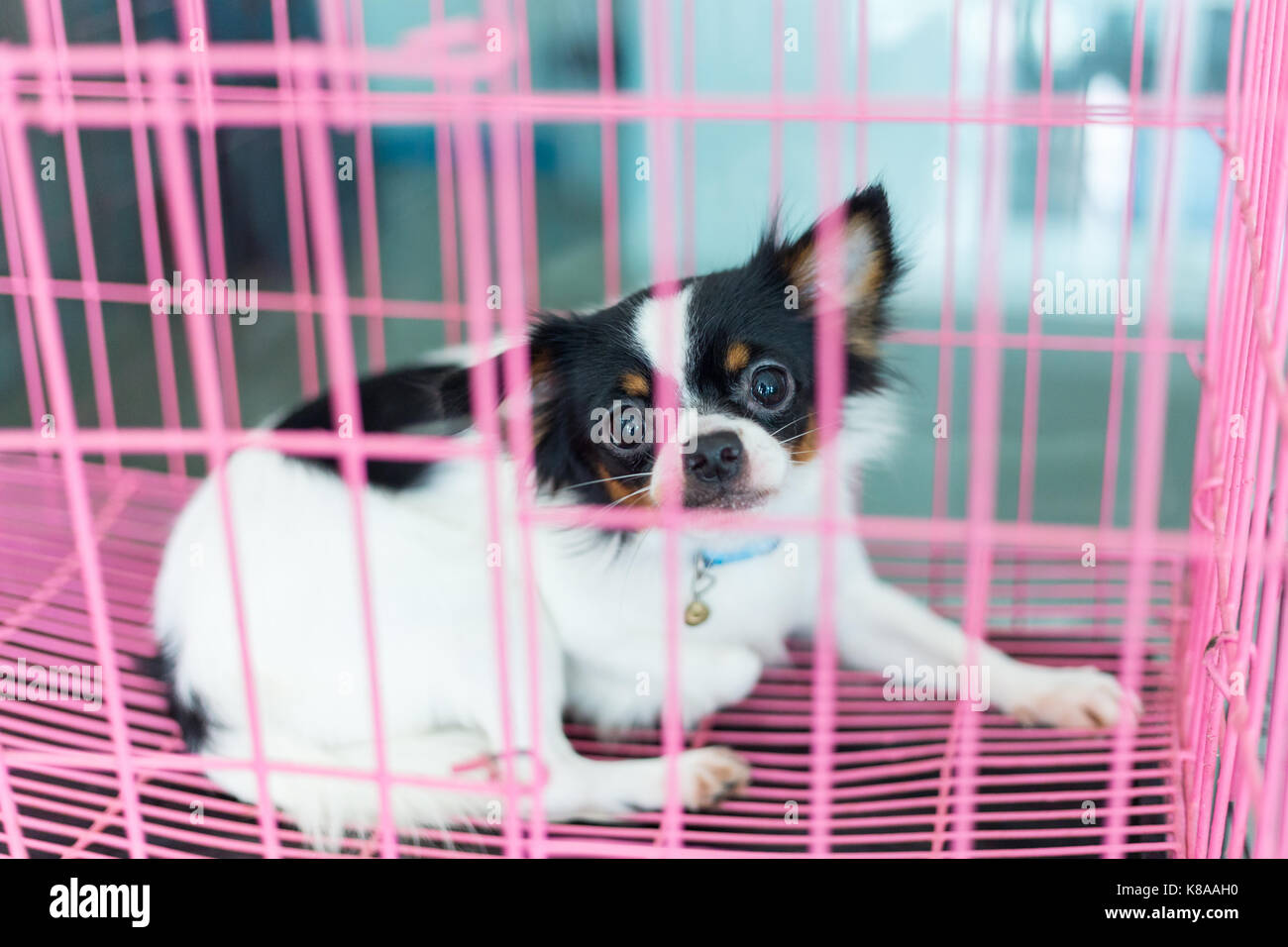 Dog in cage vet hires stock photography and images Alamy