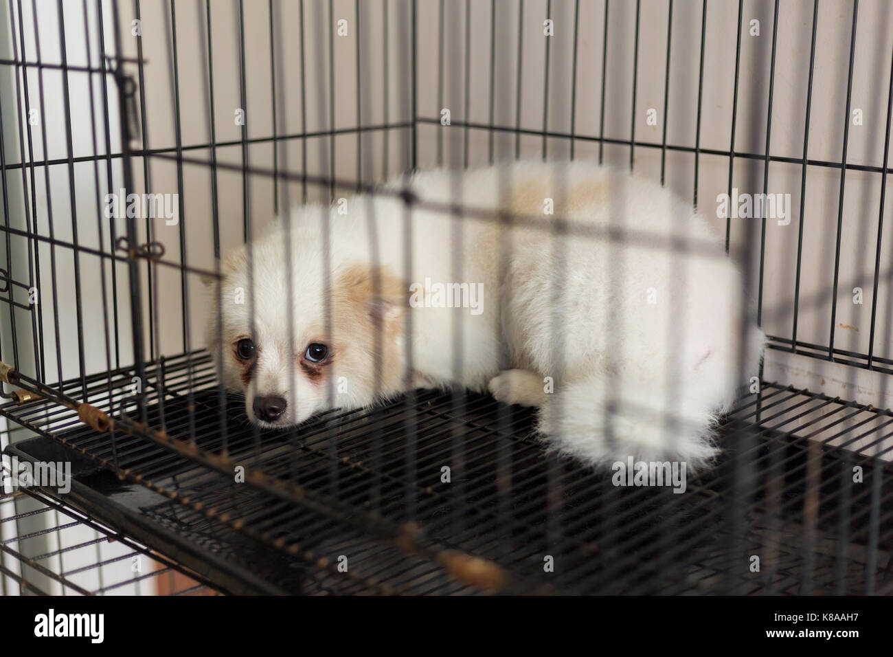 Dog in cage vet hires stock photography and images Alamy