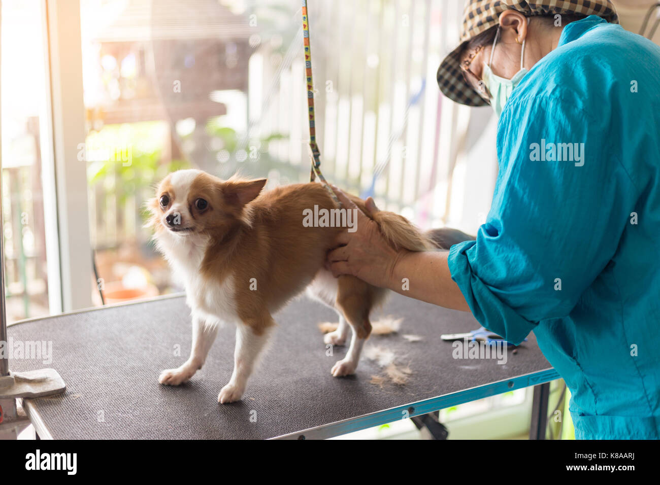 Grooming dog hires stock photography and images Alamy