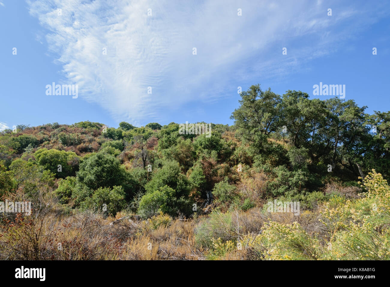 Chaparral and brush on California summer hillside Stock Photo