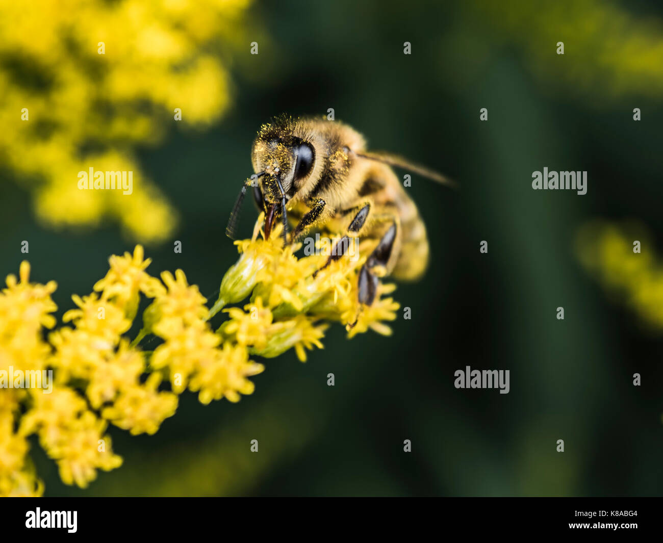 Pollinating. Honey bee pollinate small yellow flower. Macro view. Close-up photography. Green background. Stock Photo