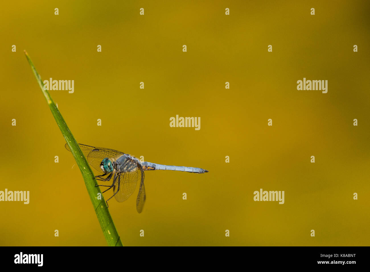 Dragonfly marsh hires stock photography and images Alamy