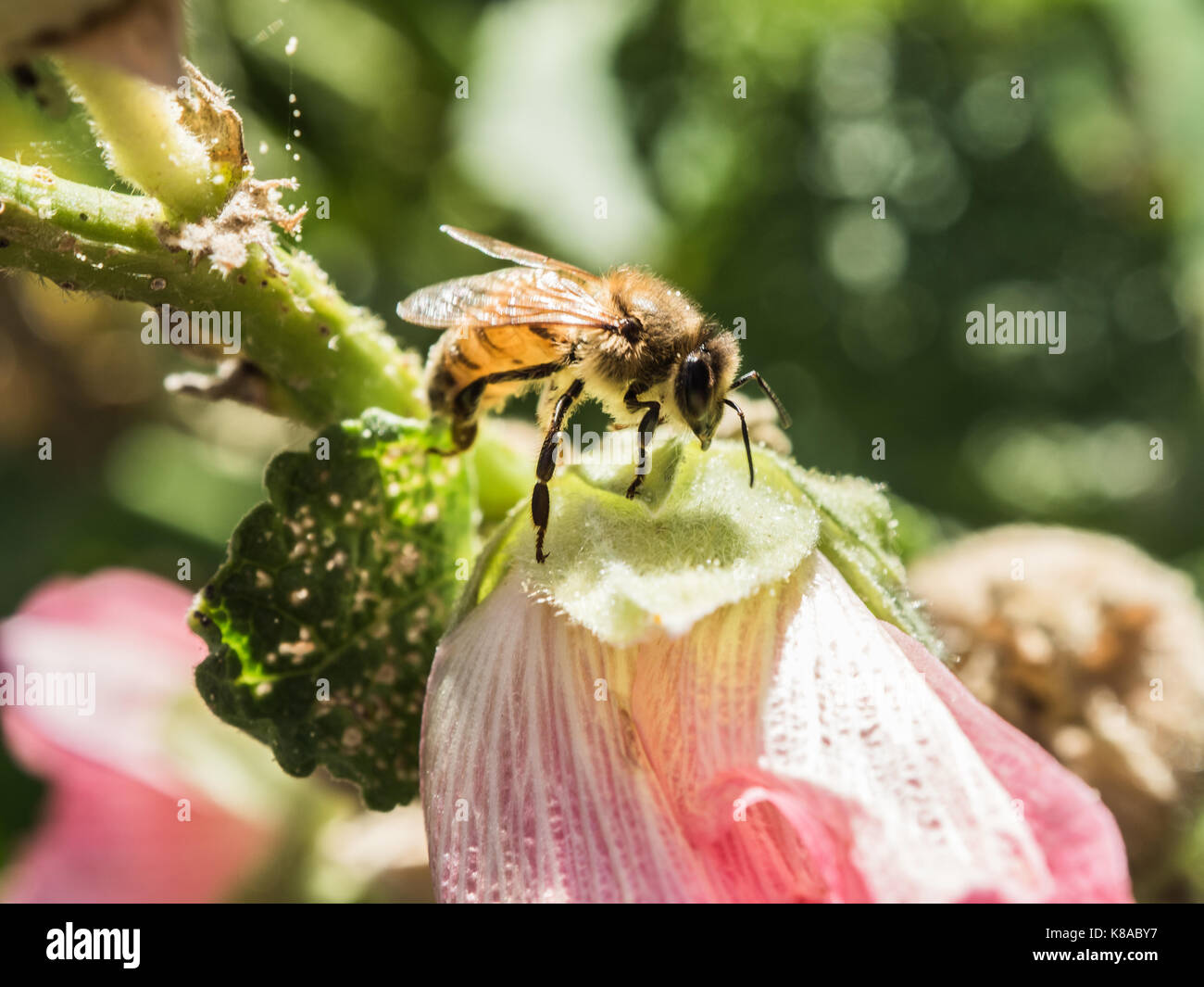 Pollinating. Cute picture of western honey bee. Bee pollinate pink flower. Macro view. Close-up. Green background. Stock Photo