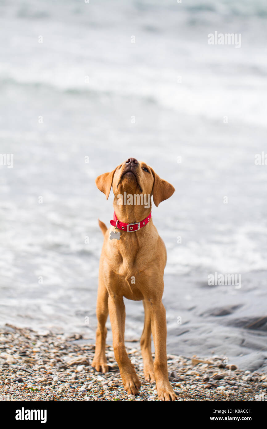 A Yellow Labrador Retriever Standing On A Pebble Beach With The Ocean Behind Whilst Looking Straight Up Curiously Into Copy Space Stock Photo Alamy
