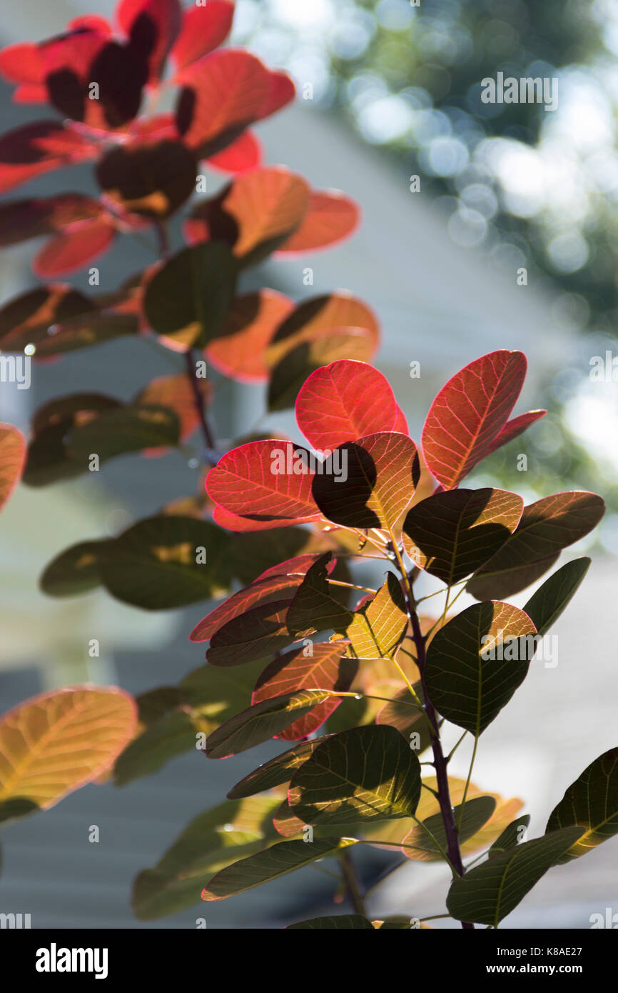 Tall red flower hi-res stock photography and images - Alamy