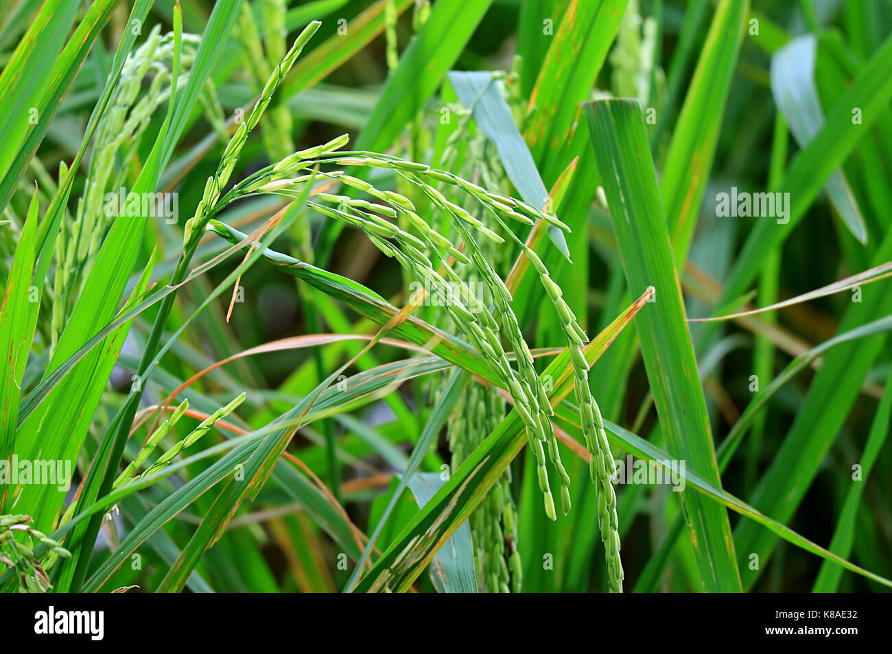 Before the harvest of rice fields hi-res stock photography and images ...