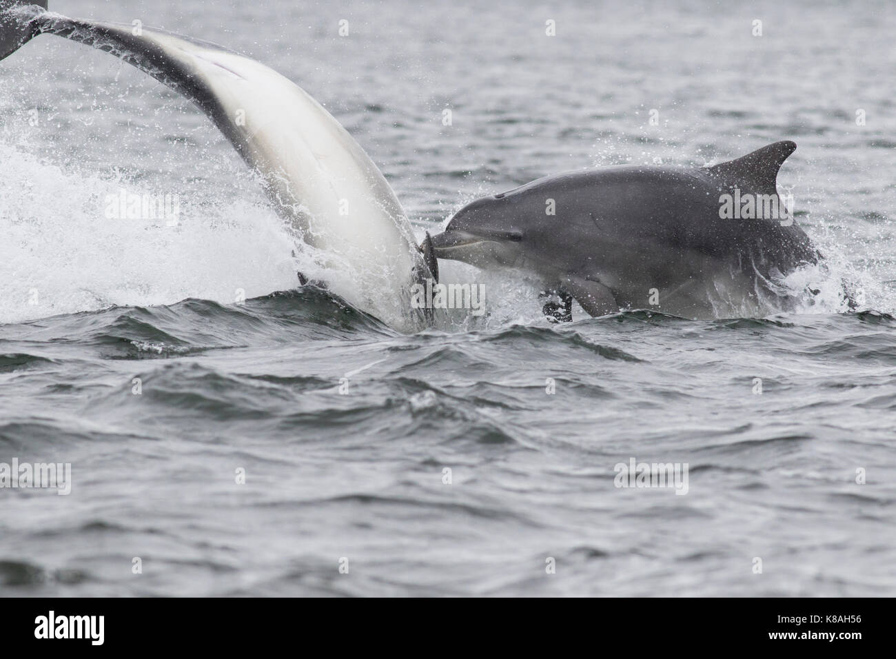 Two bottlenose dolphins (Tursiops truncatus) leaping/breaching in the Moray Firth, Chanonry Point, Scotland, UK Stock Photo
