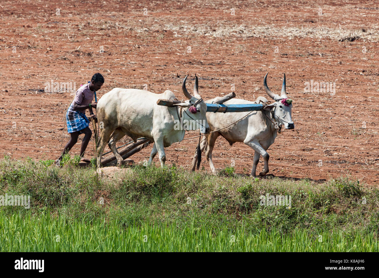 Ploughing With Cows Stock Photos & Ploughing With Cows Stock Images Alamy