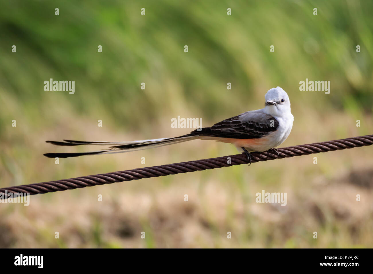 A ScissorTailed Flycatcher near a lake in Oklahonma City. The Scissor
