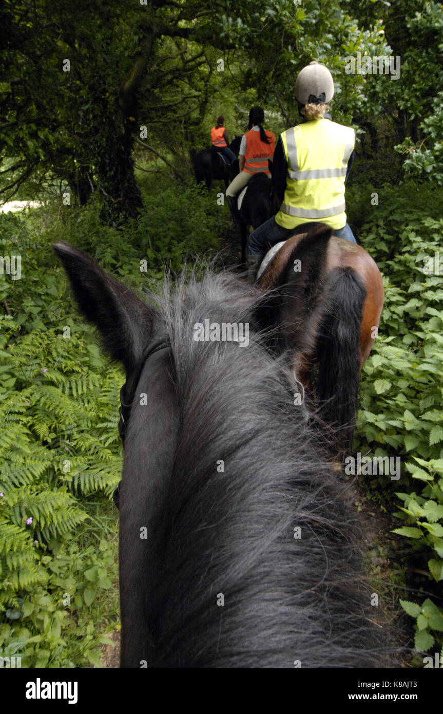 horse riding along a wooded lane riders eye view riding a cob type
