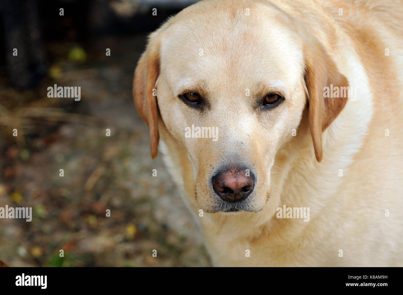 an adult or fully grown golden Labrador retriever dog or bitch gundog or  family pet looking into or at the camera Stock Photo - Alamy