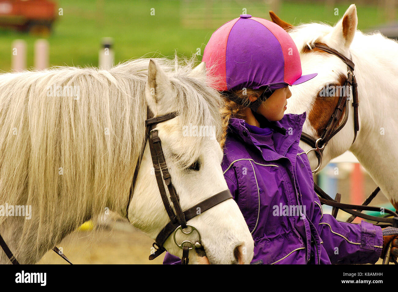 a young horse rider looking after and holding two horses or ponies wearing riding kit and smiling taking care of the animals. Stock Photo