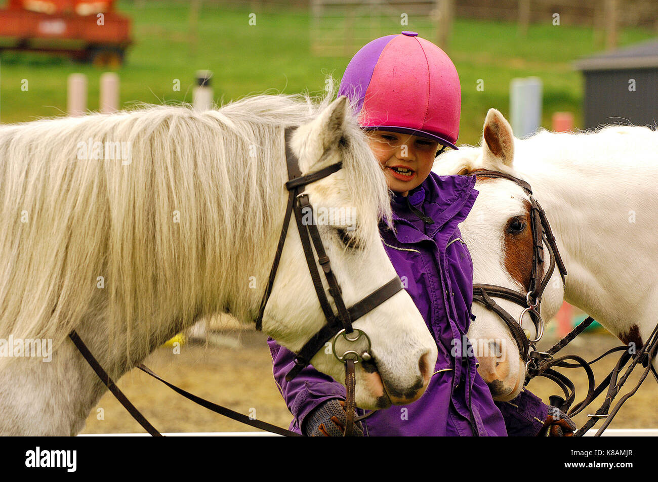 a young horse rider looking after and holding two horses or ponies wearing riding kit and smiling taking care of the animals. Stock Photo