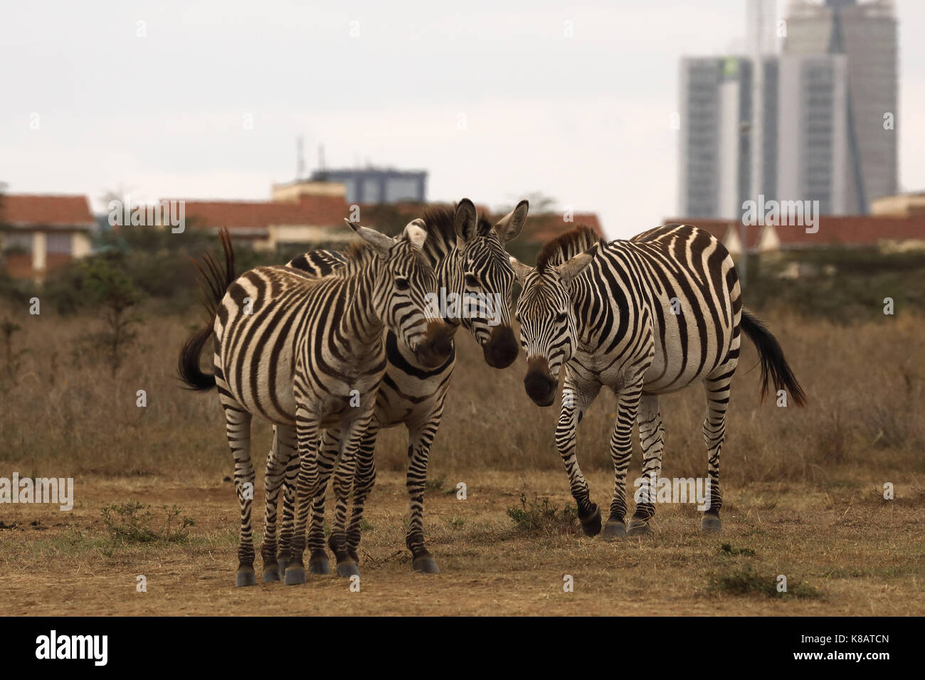 Common zebra, Equus quagga, Nairobi National Park, Nairobi city in background, Nairobi, Kenya Stock Photo