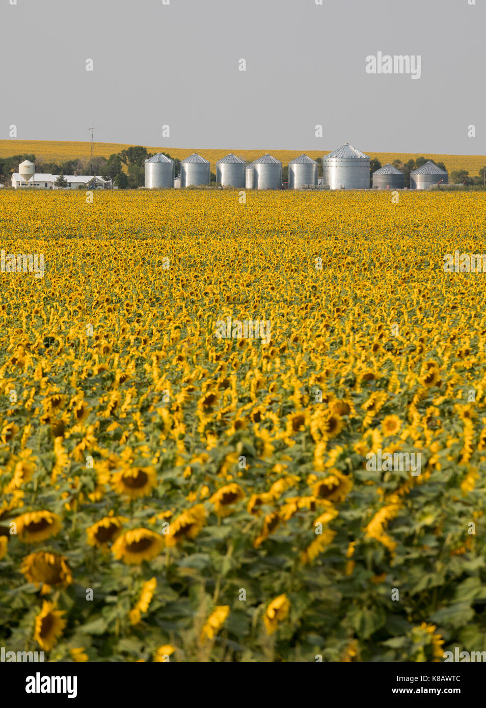 Pine Ridge, South Dakota - Sunflowers growing on a farm on the Pine Ridge Indian Reservation. Stock Photo