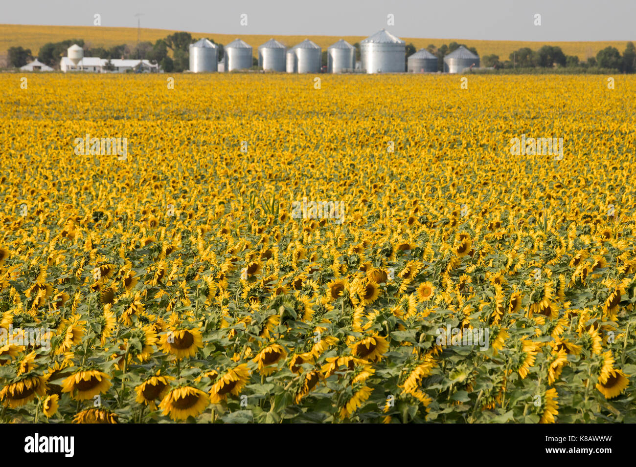 Pine Ridge, South Dakota Sunflowers growing on a farm on the Pine