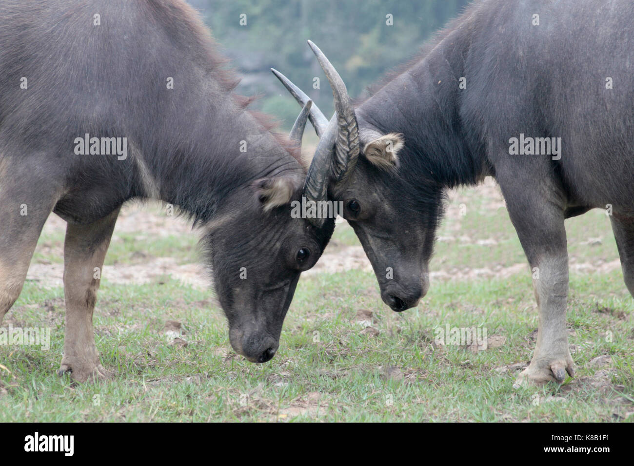 A pair of evenly matched adolescent water buffalo (bubalus bubalis) testing their strength against one another to show superiority. Stock Photo