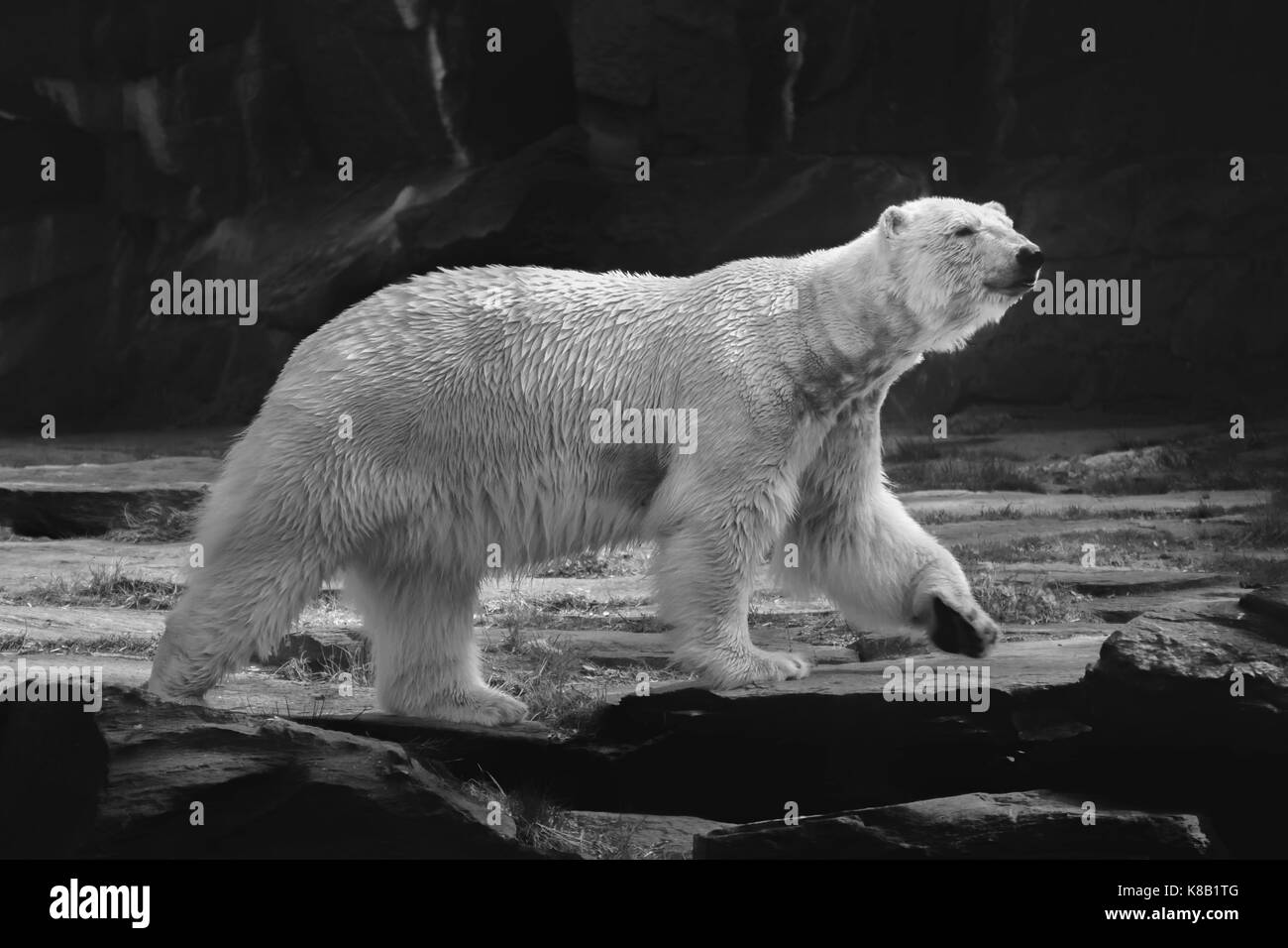 Polar_bear Black and White Stock Photos & Images - Alamy