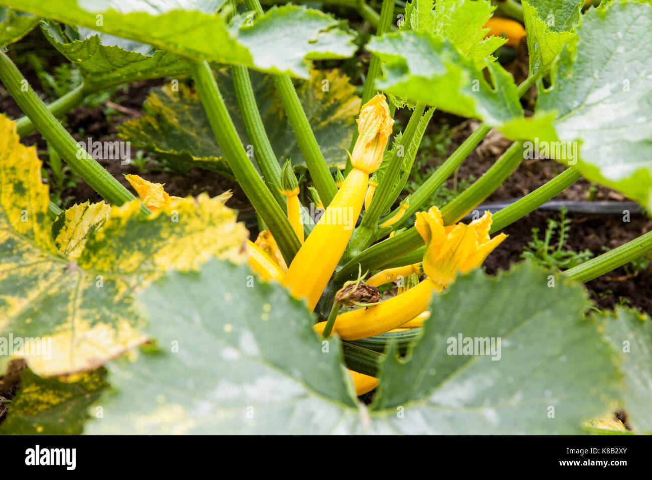 Yellow zucchini plant (Cucurbita pepo) at cultivation field Stock Photo Alamy