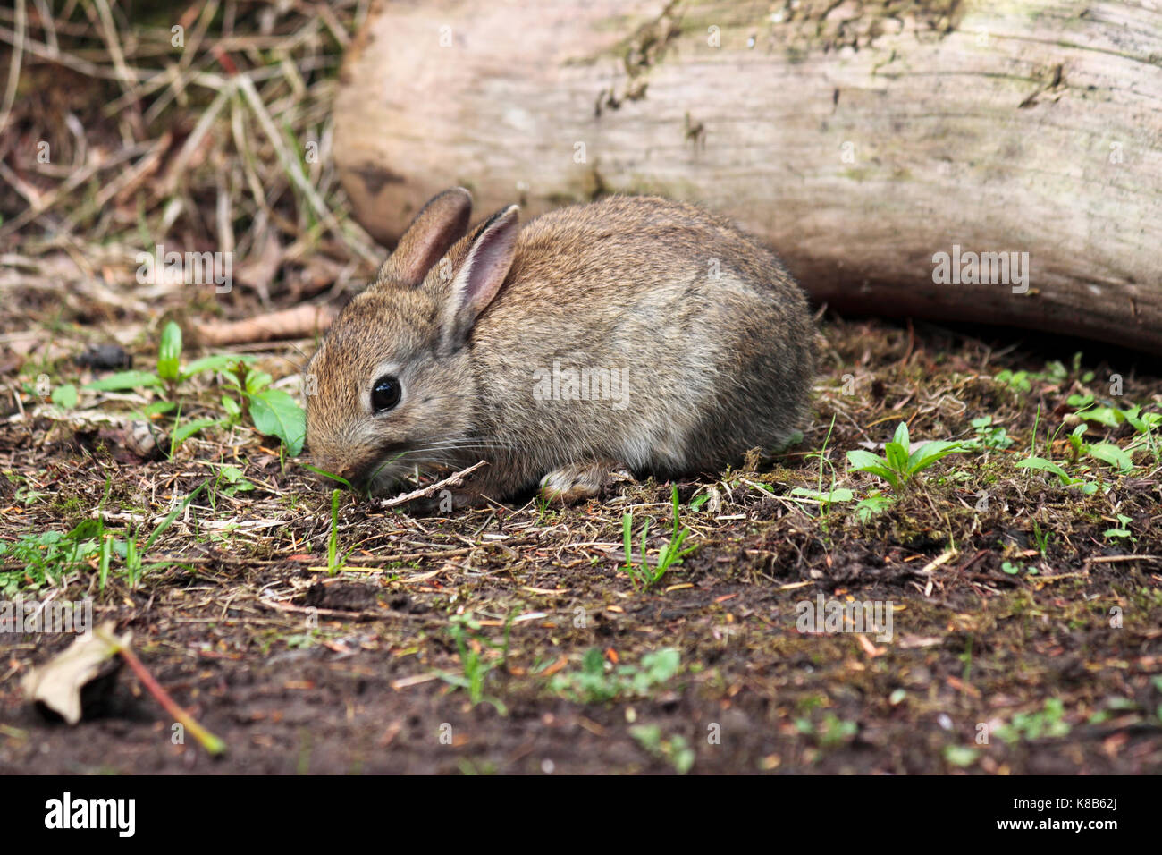 Young wild rabbit UK Oryctolagus cuniculus grazing Stock Photo