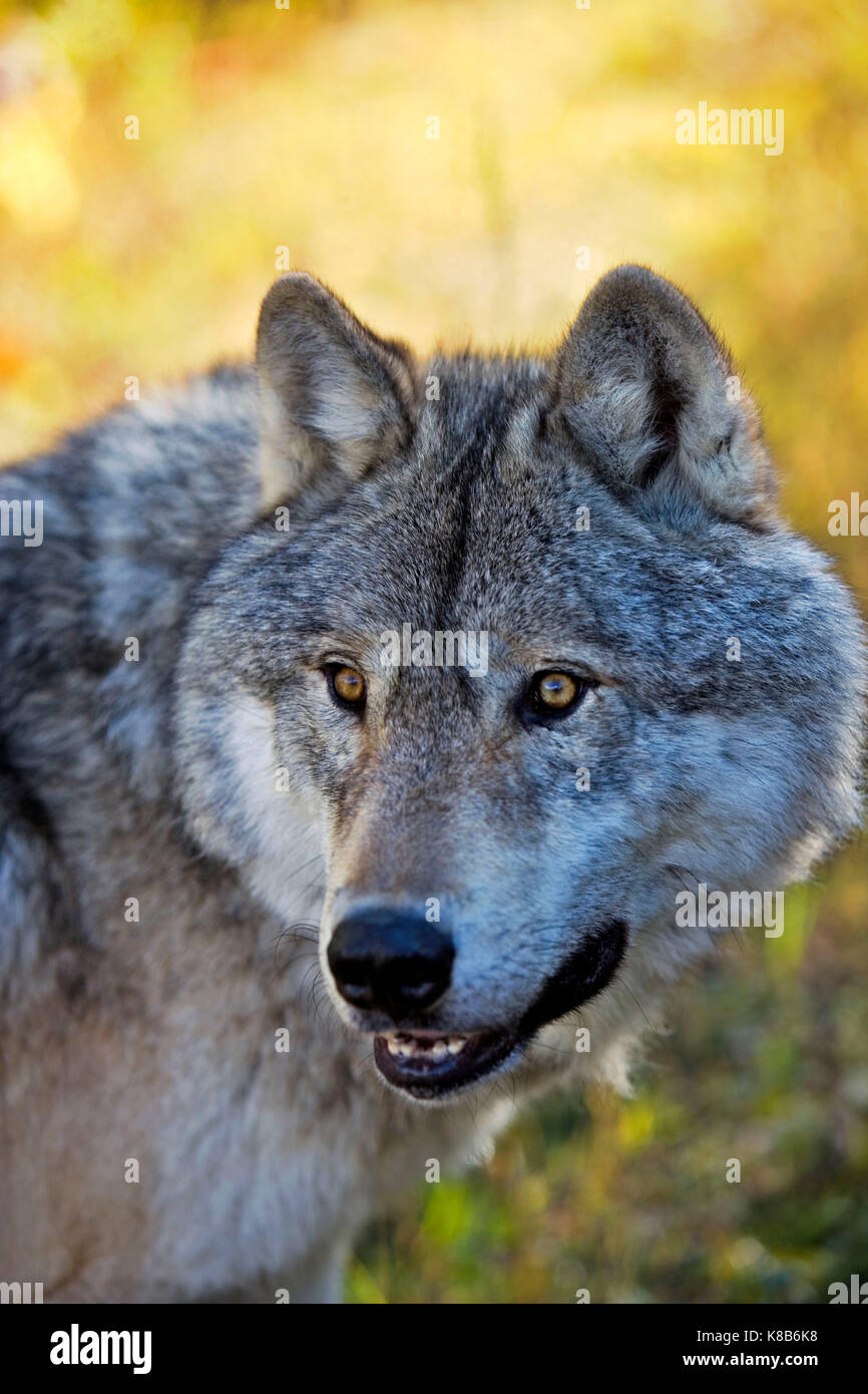 Timberwolf hi res stock photography and images Alamy