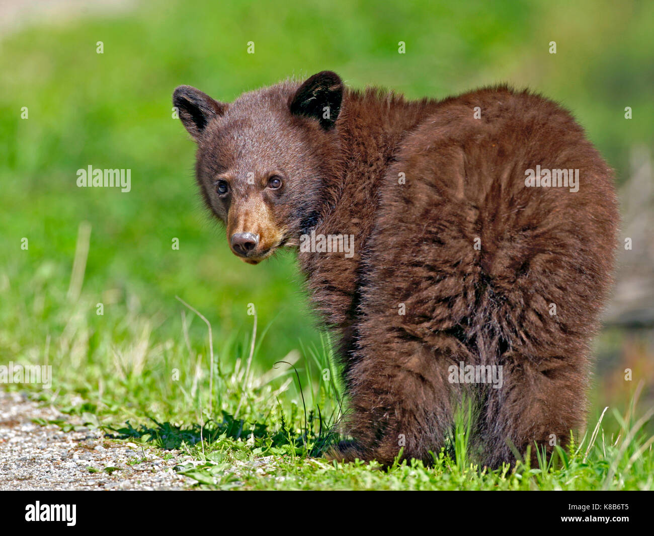 Black bear cub hires stock photography and images Alamy