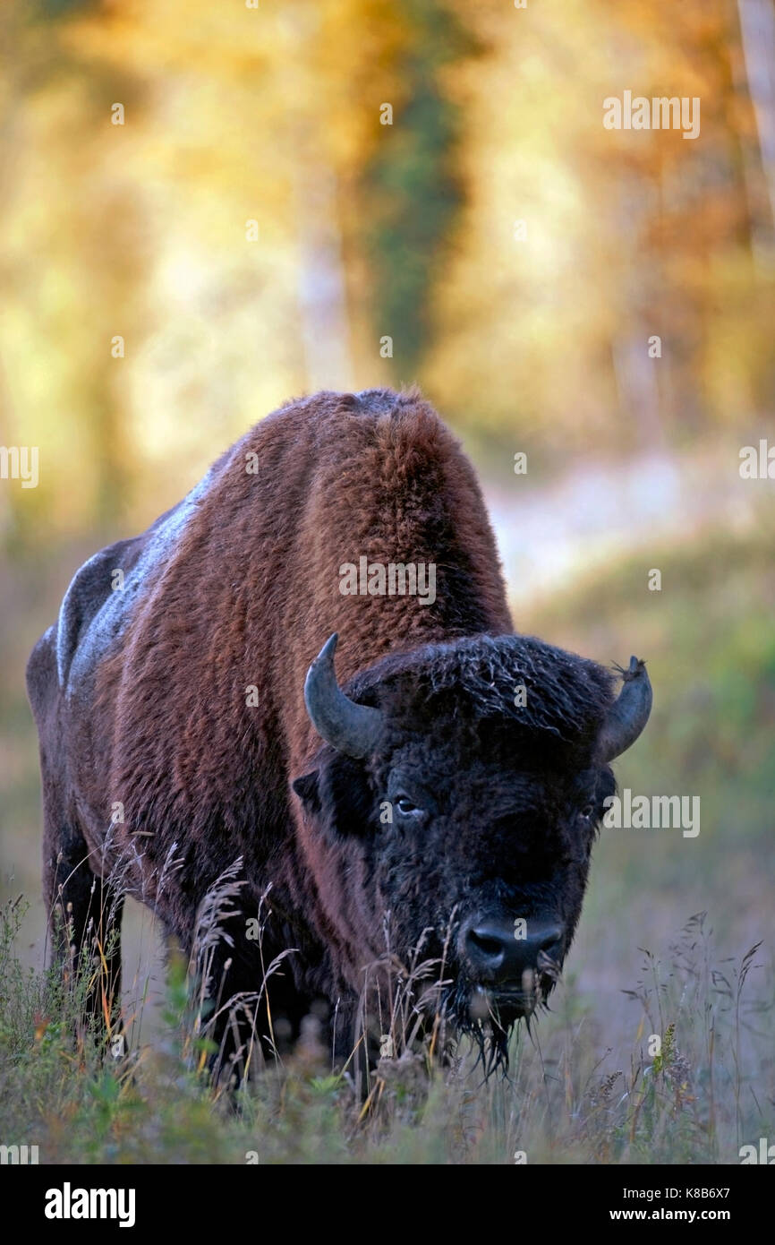 Portrait of Wood Bison Bull standing in field Stock Photo