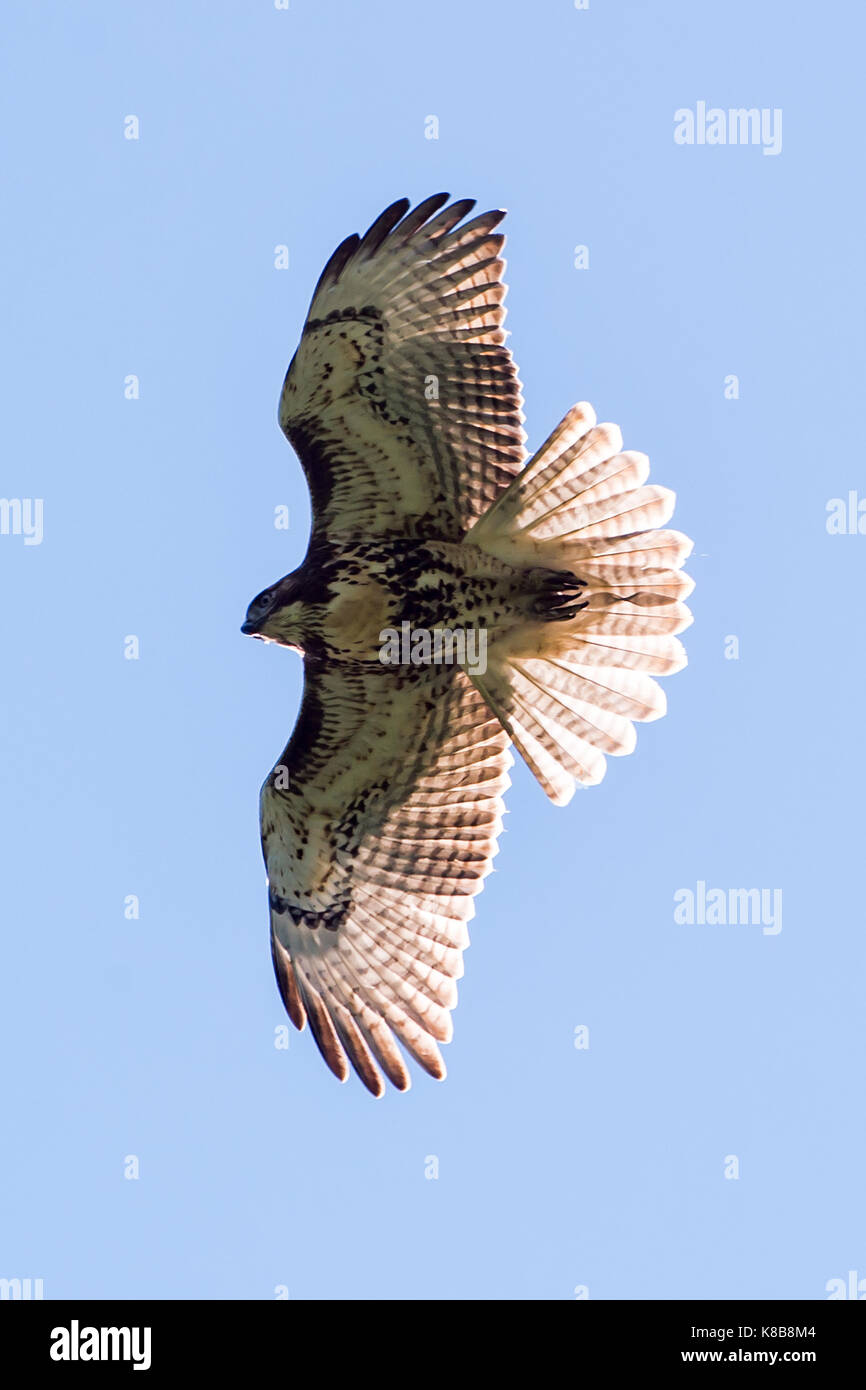 Red tailed hawk mid air mid flight blue sky backlit with sun coming through feathers wings extended Stock Photo