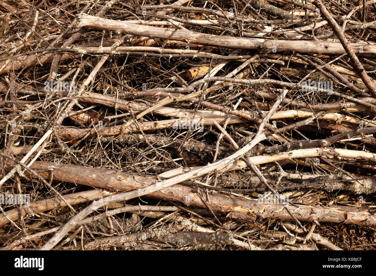 Closeup of a pile of dry tree branches and twigs. Stock Photo