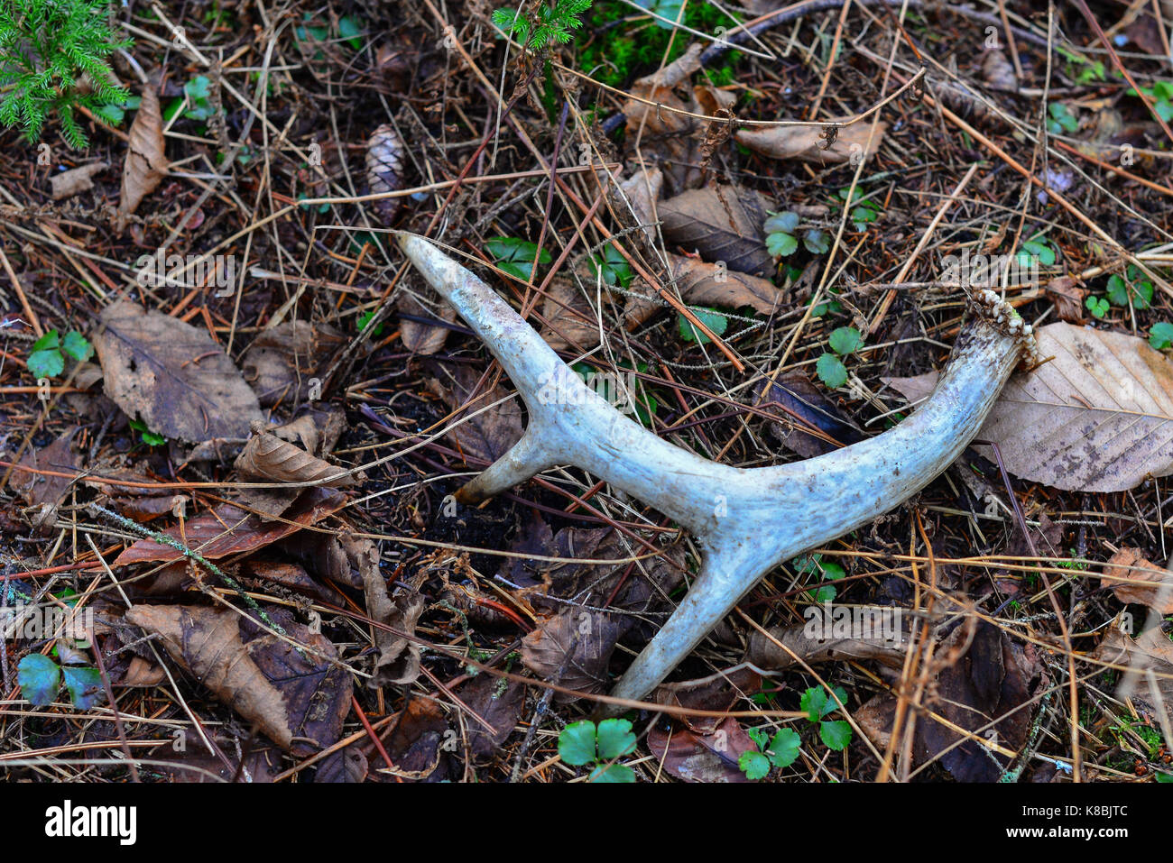 Shed whitetail deer antler resting on the forest floor, showing marks where mice have chewed on it. Stock Photo