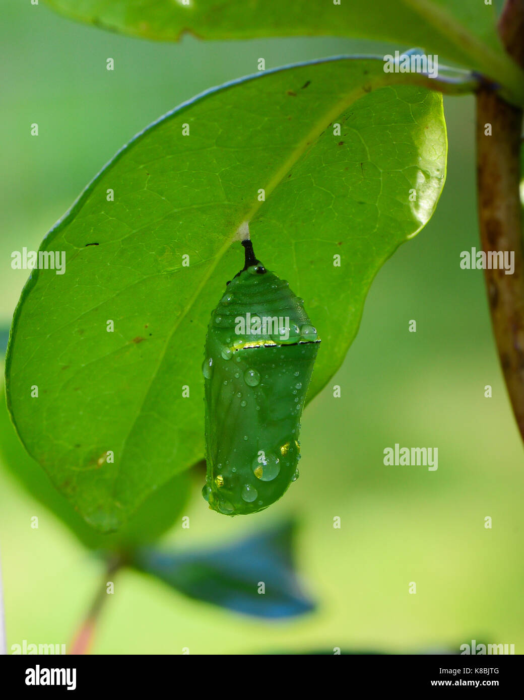 Chrysalis hanging hires stock photography and images Alamy