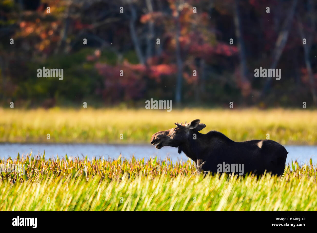 Young bull moose (Alces alces) standing in a grassy meadow along the Sacandaga River in the Adirondack Mountains talking to himself. Stock Photo