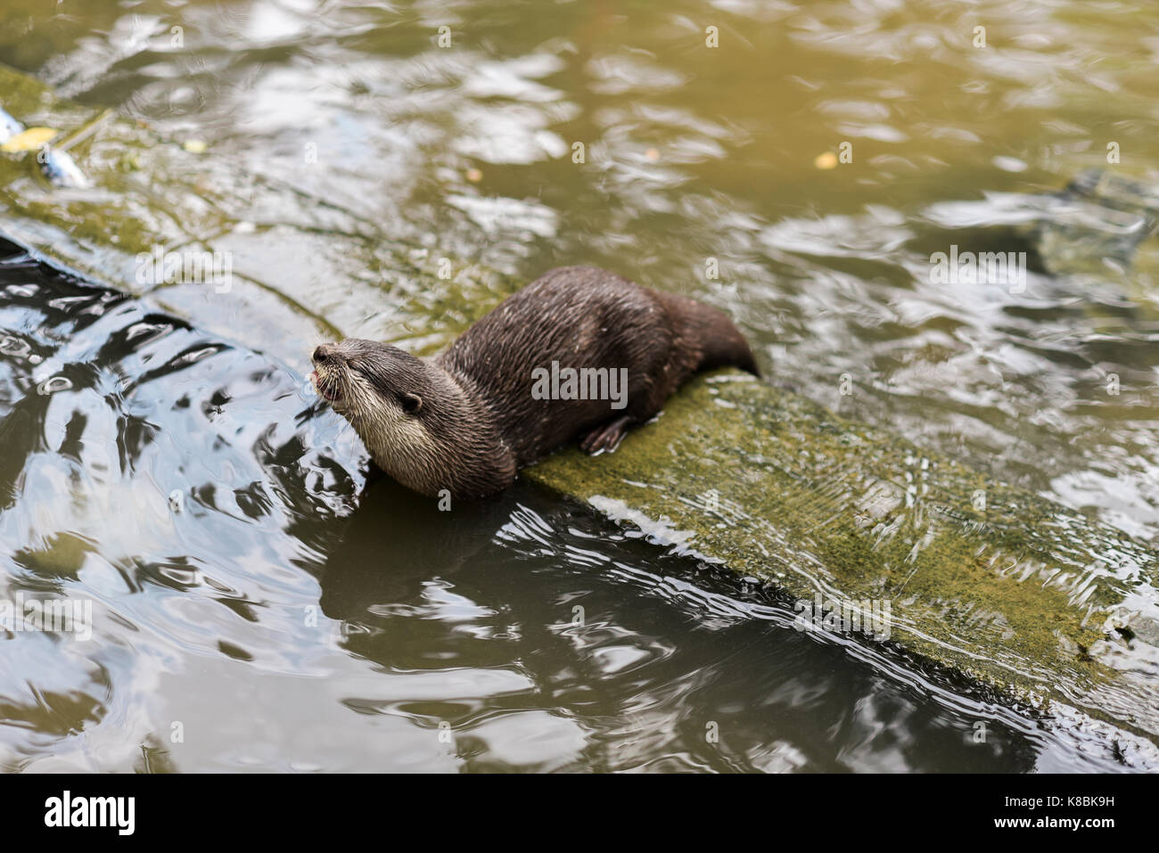 Photo of an animal called Asian Small-Clawed Otter - Scientific name
