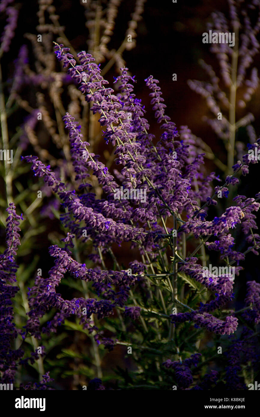purple lavender plant Stock Photo
