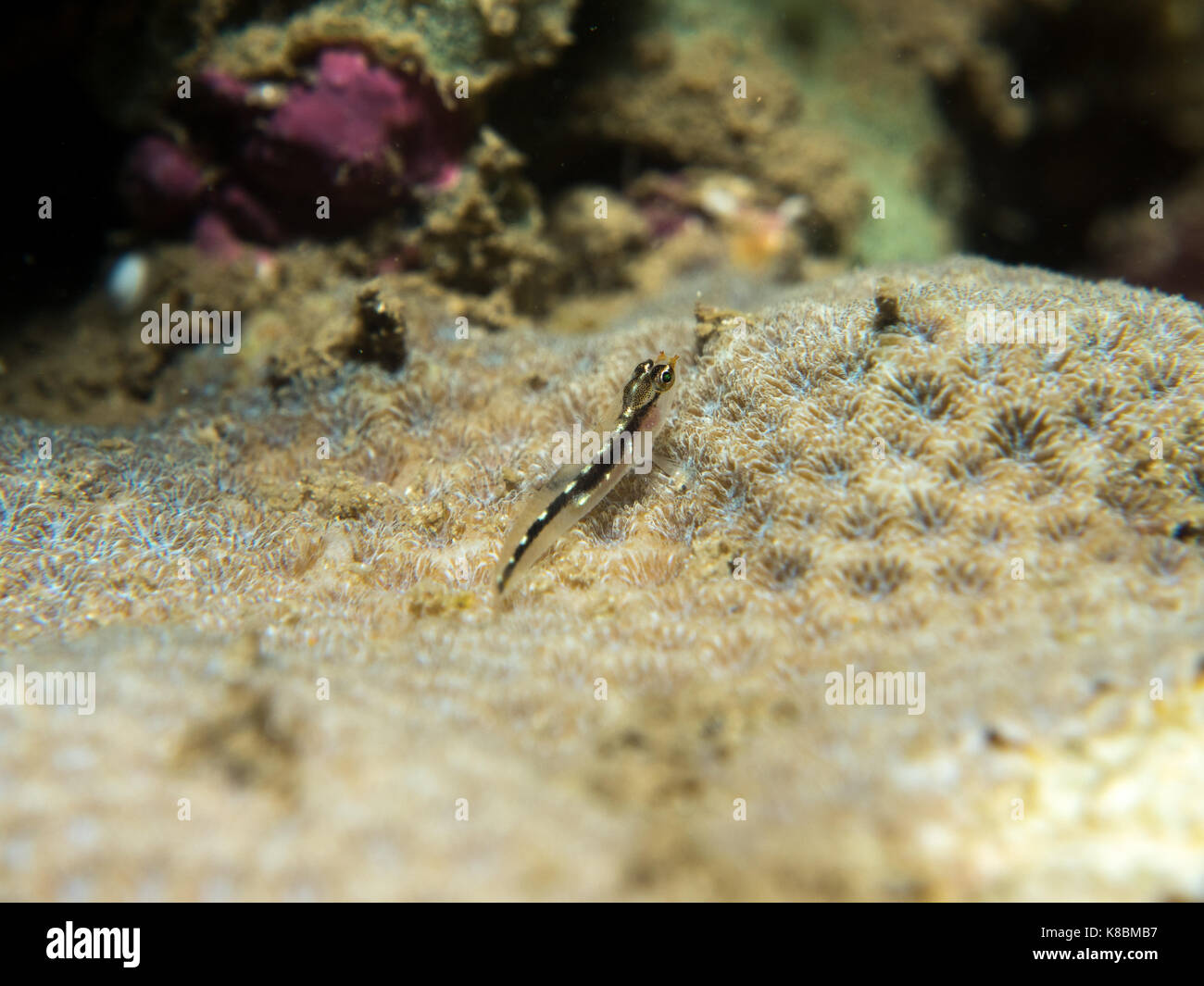 goby fish on the coral, Philippines Stock Photo