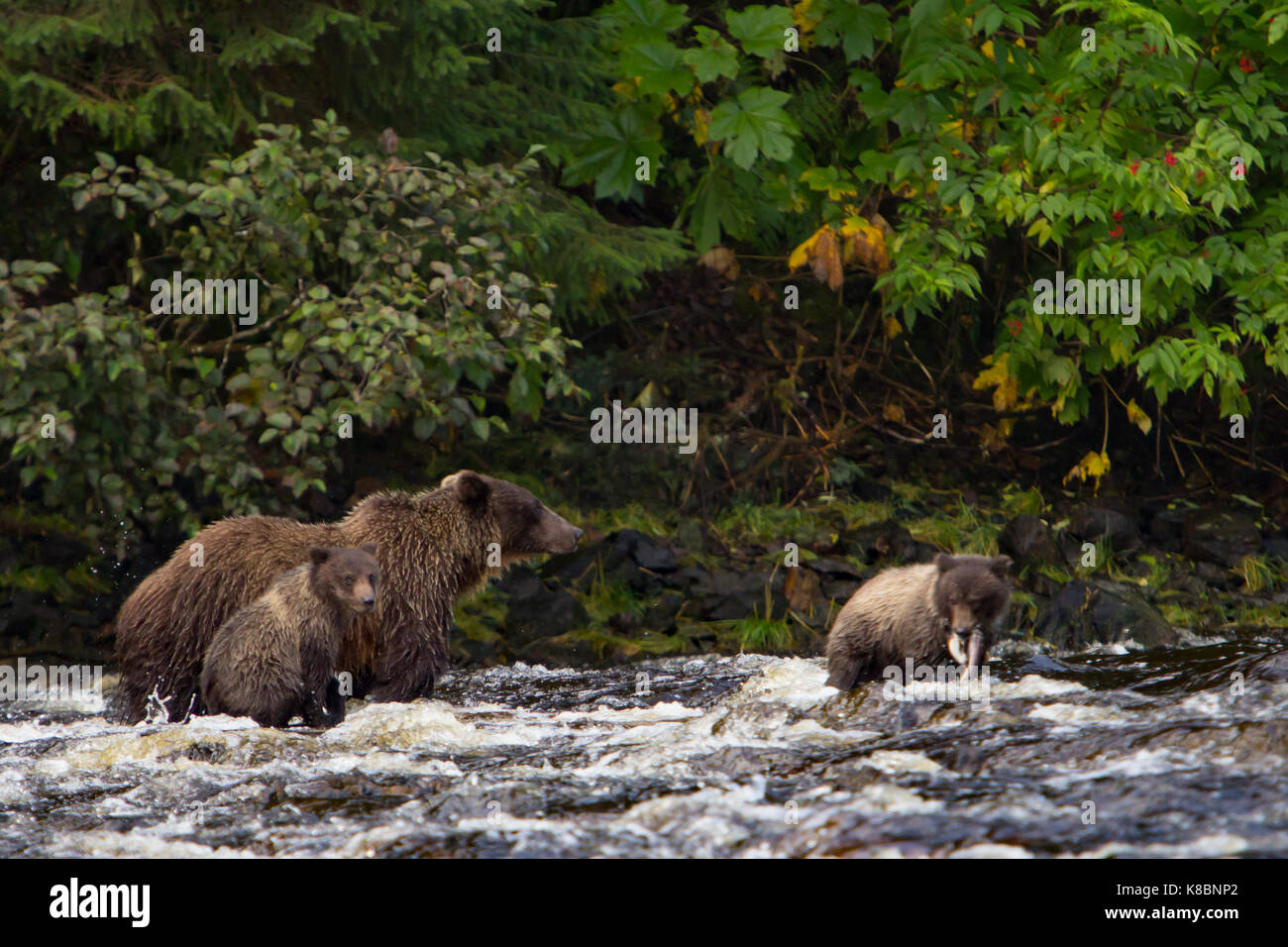 Cubs of the year coastal brown bears fish for salmon in the healthy ...