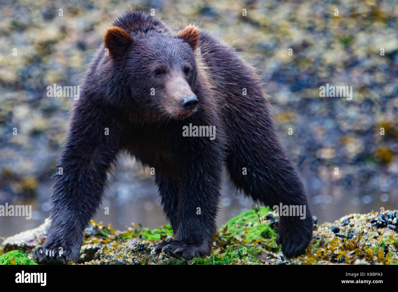 Young brown bear walks on the side of the salmon stream at Pavlof harbor, Chichagof Island, Tongass National Forest, Alaska, USA Stock Photo