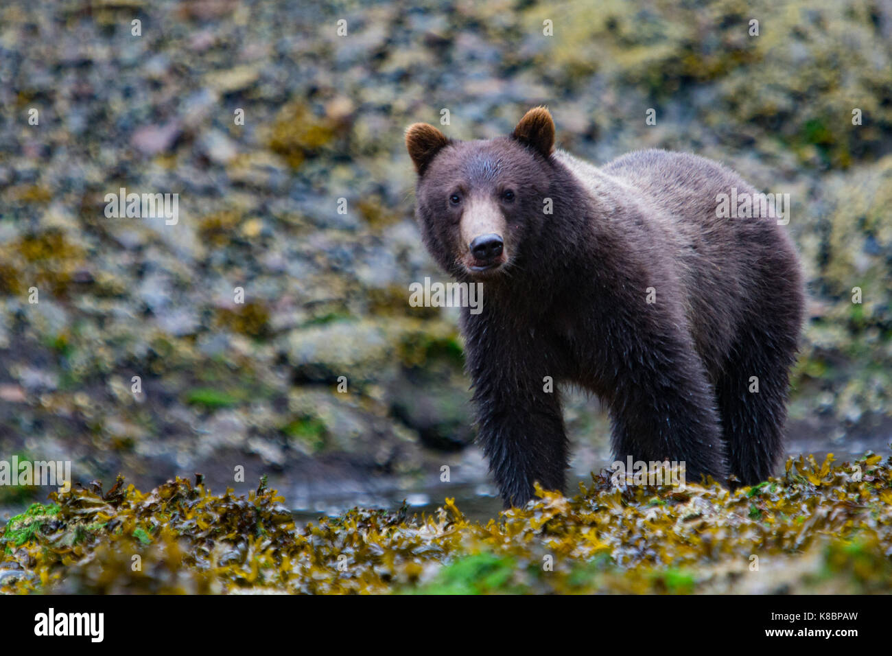 Young brown bear walks on the side of the salmon stream at Pavlof harbor, Chichagof Island, Tongass National Forest, Alaska, USA Stock Photo