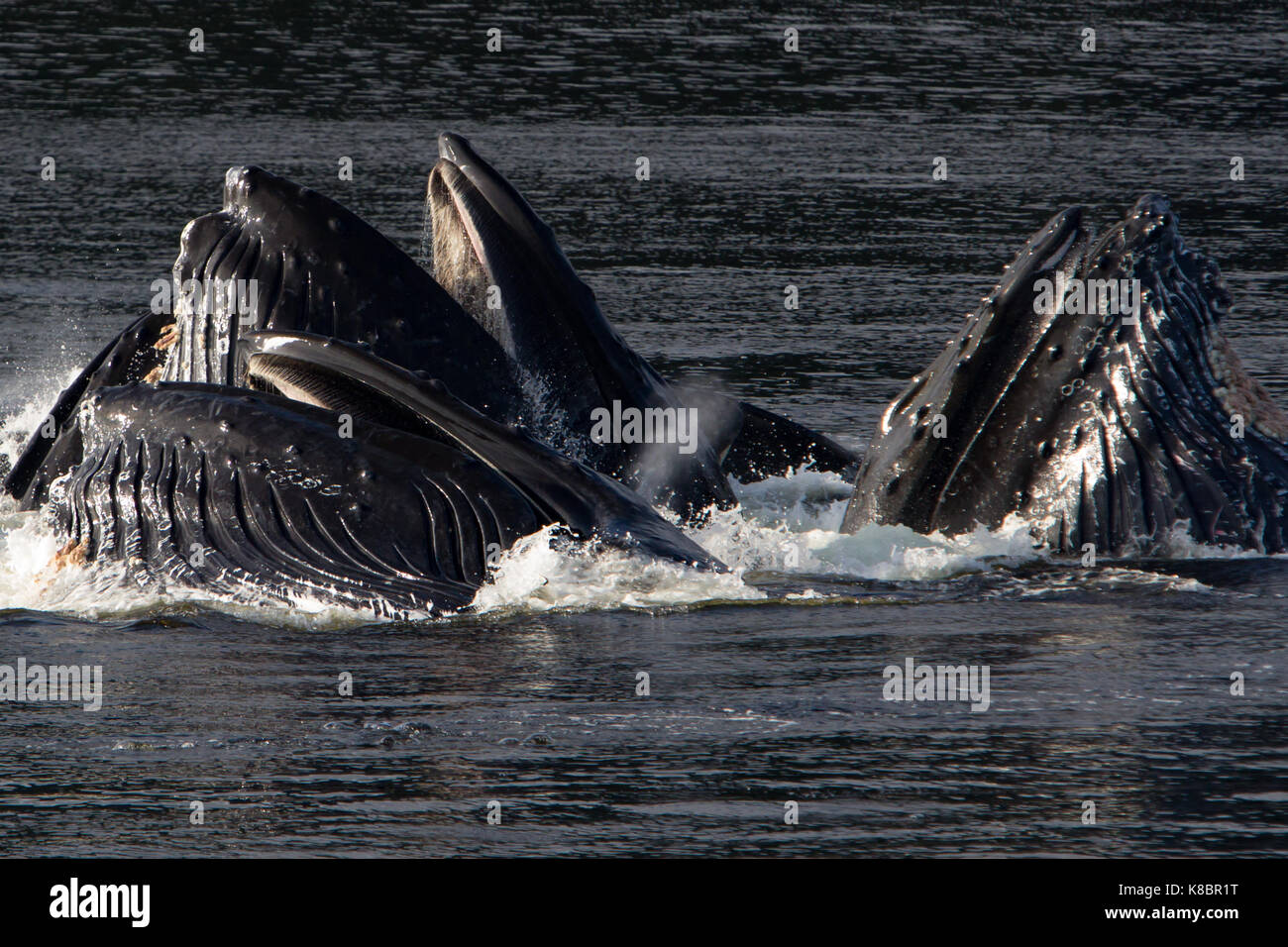 Humpback whales work together in cooperative bubble net feeding to eat herring in Southeast Alaska, USA Stock Photo