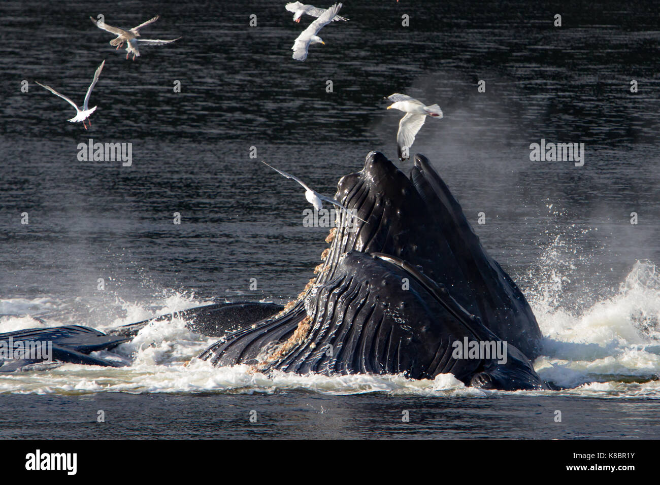 Humpback whales work together in cooperative bubble net feeding to eat herring in Southeast Alaska, USA Stock Photo