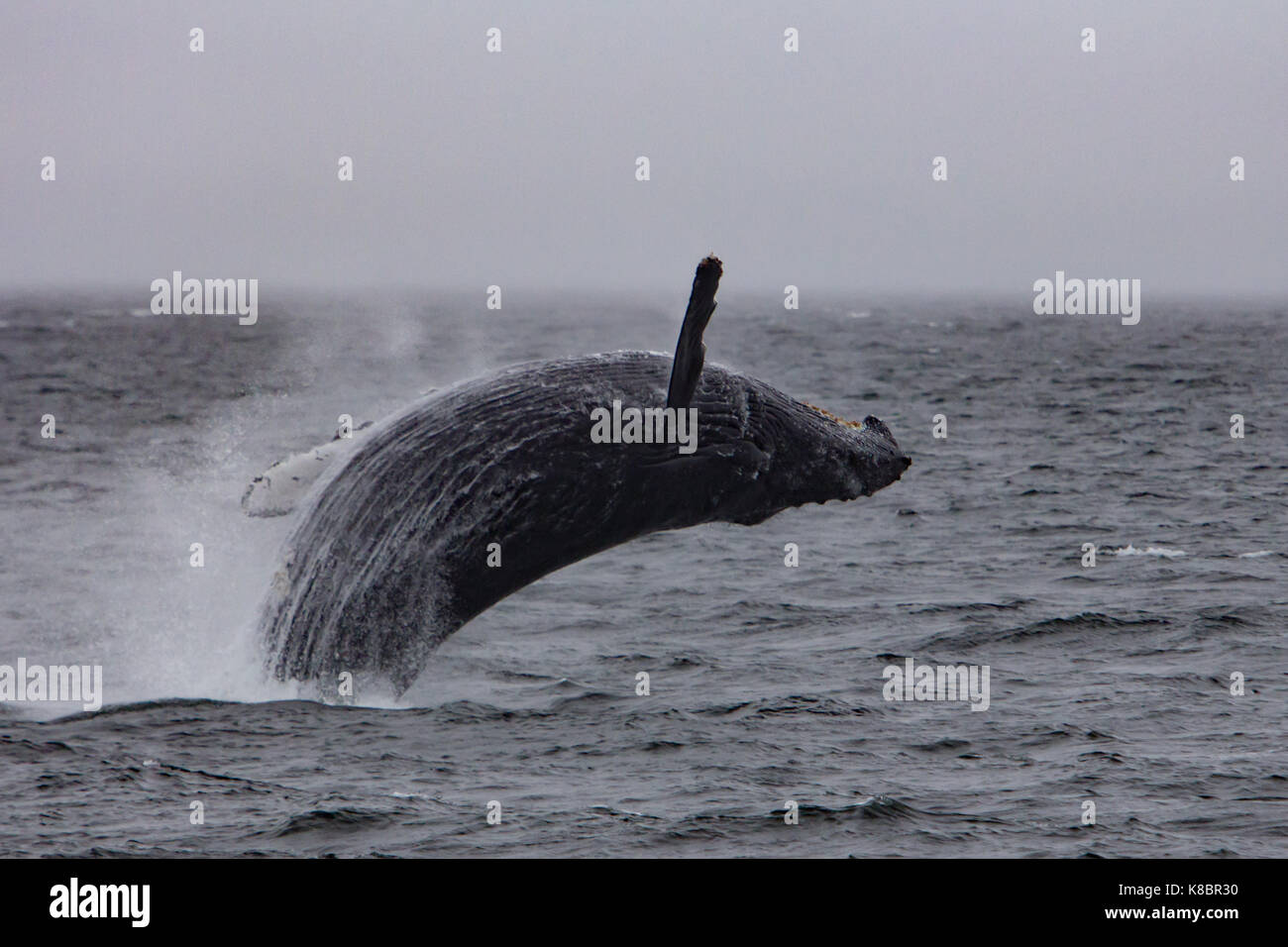 A breaching humpback whale in Southeast Alaska Stock Photo