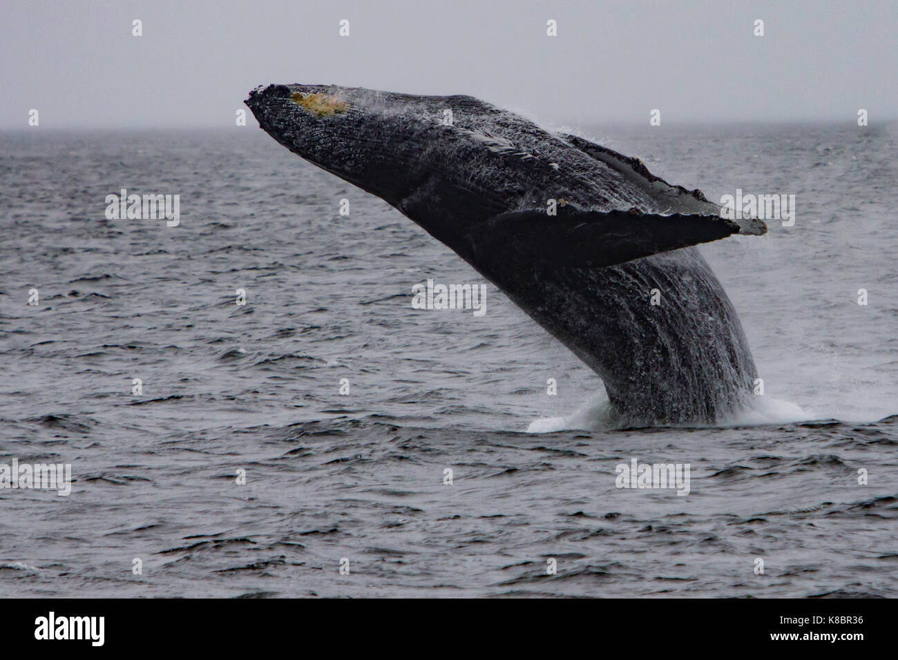 A breaching humpback whale in Southeast Alaska Stock Photo