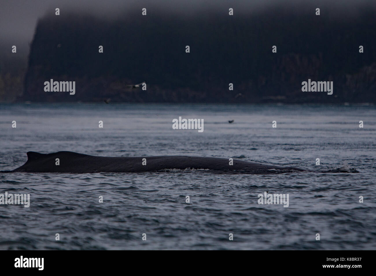 Alaska whale hi-res stock photography and images - Alamy