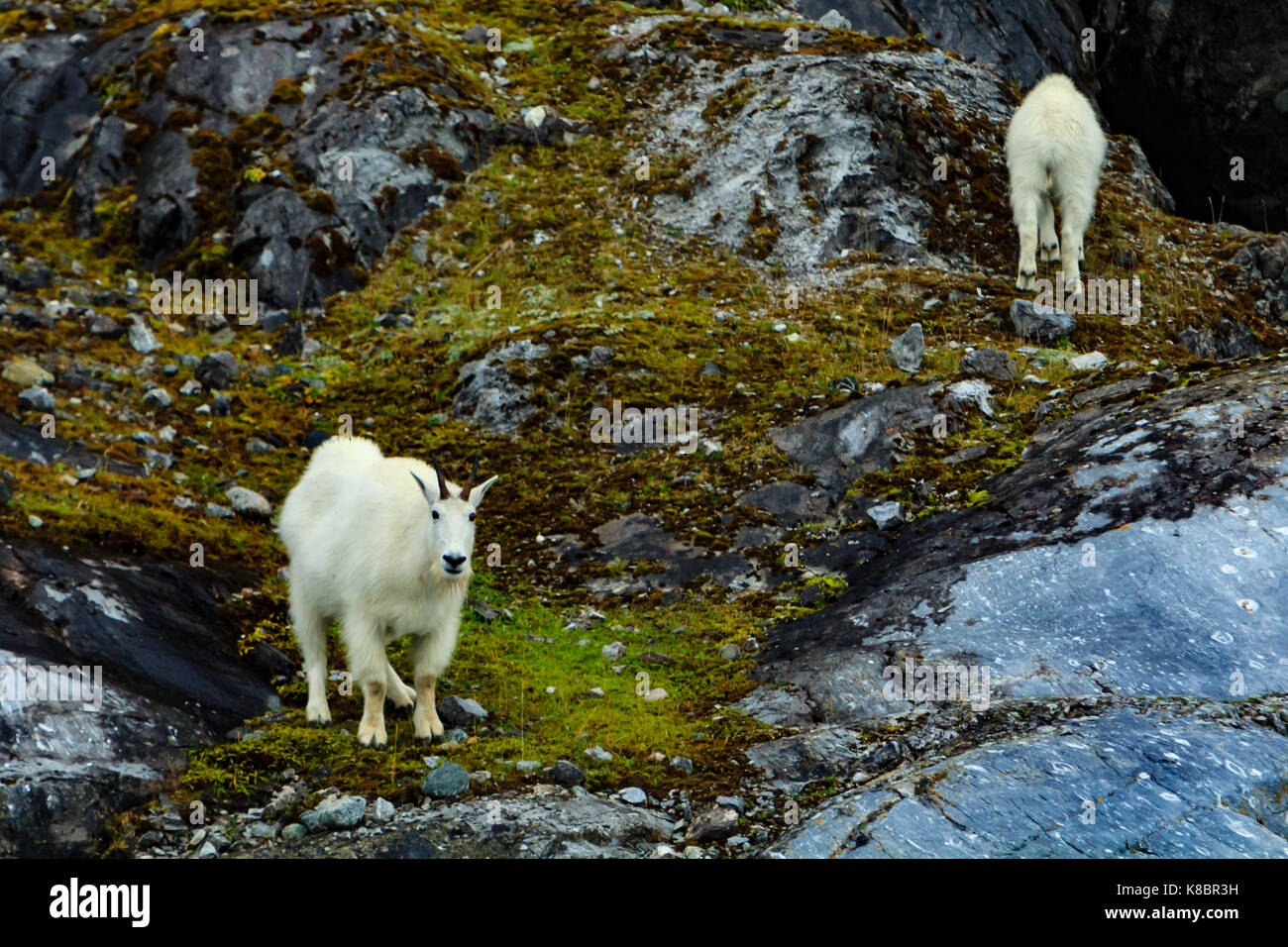 Mountain goats on Gloomy Knob in Glacier Bay National Park, Alaska, USA Stock Photo