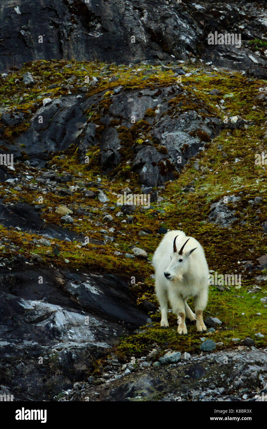 Mountain goats on Gloomy Knob in Glacier Bay National Park, Alaska, USA Stock Photo