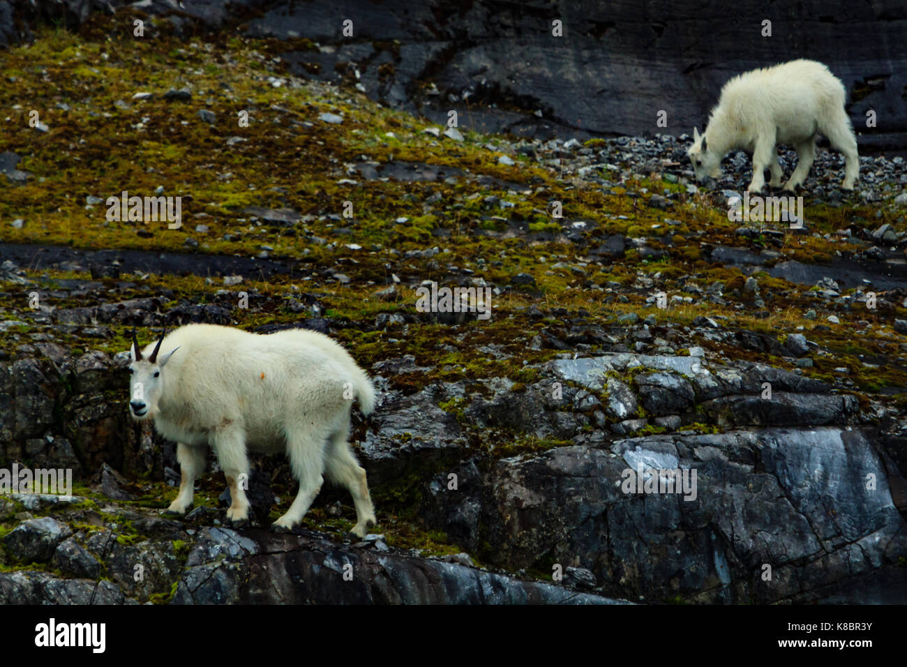 Mountain goats on Gloomy Knob in Glacier Bay National Park, Alaska, USA Stock Photo