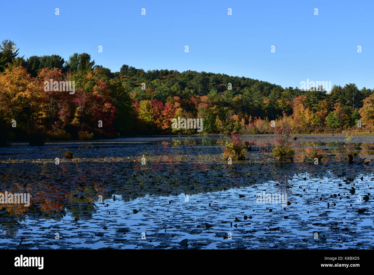 Ripening early fall foliage around boggy lake Stock Photo
